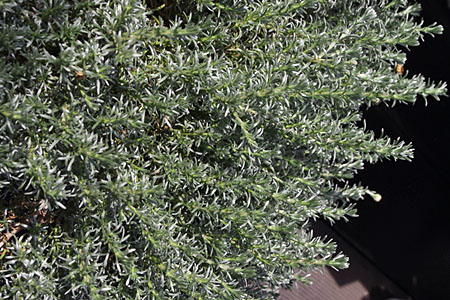 Silberwolke Silky - Eumorphia