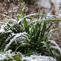 Carex Ice Dance