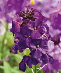 Lenzleuchten PEOM Lilac