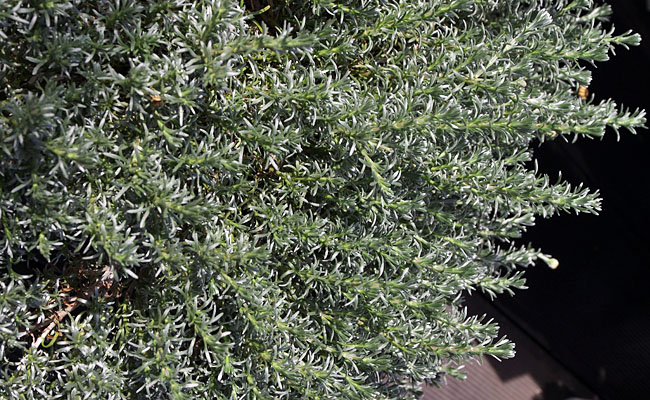 Silberwolke Silky - Eumorphia Silberwolke Silky - Eumorphia